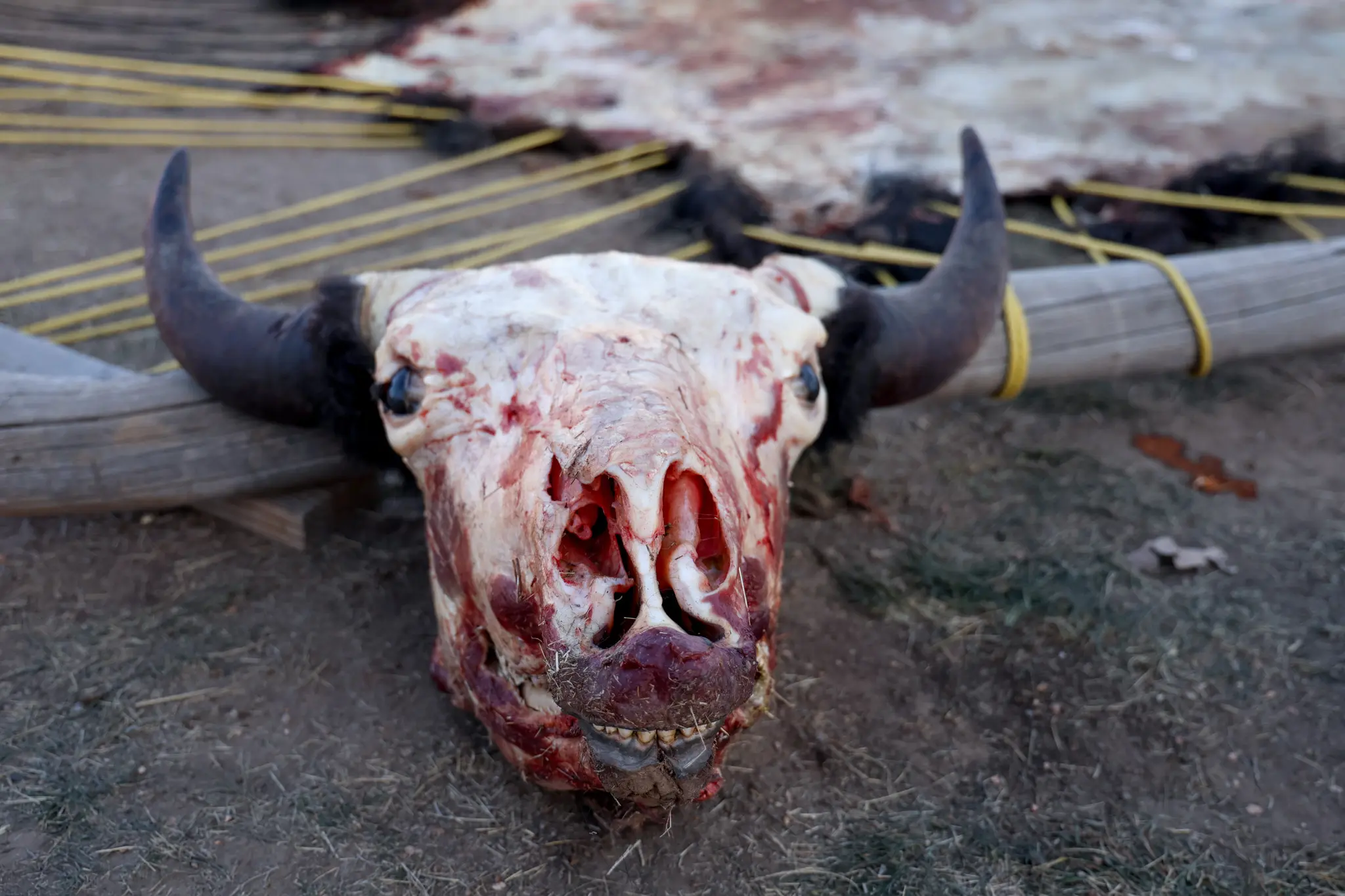 A bison head at the community harvest. Photo: Priya Shahi, Rocky Mountain PBS