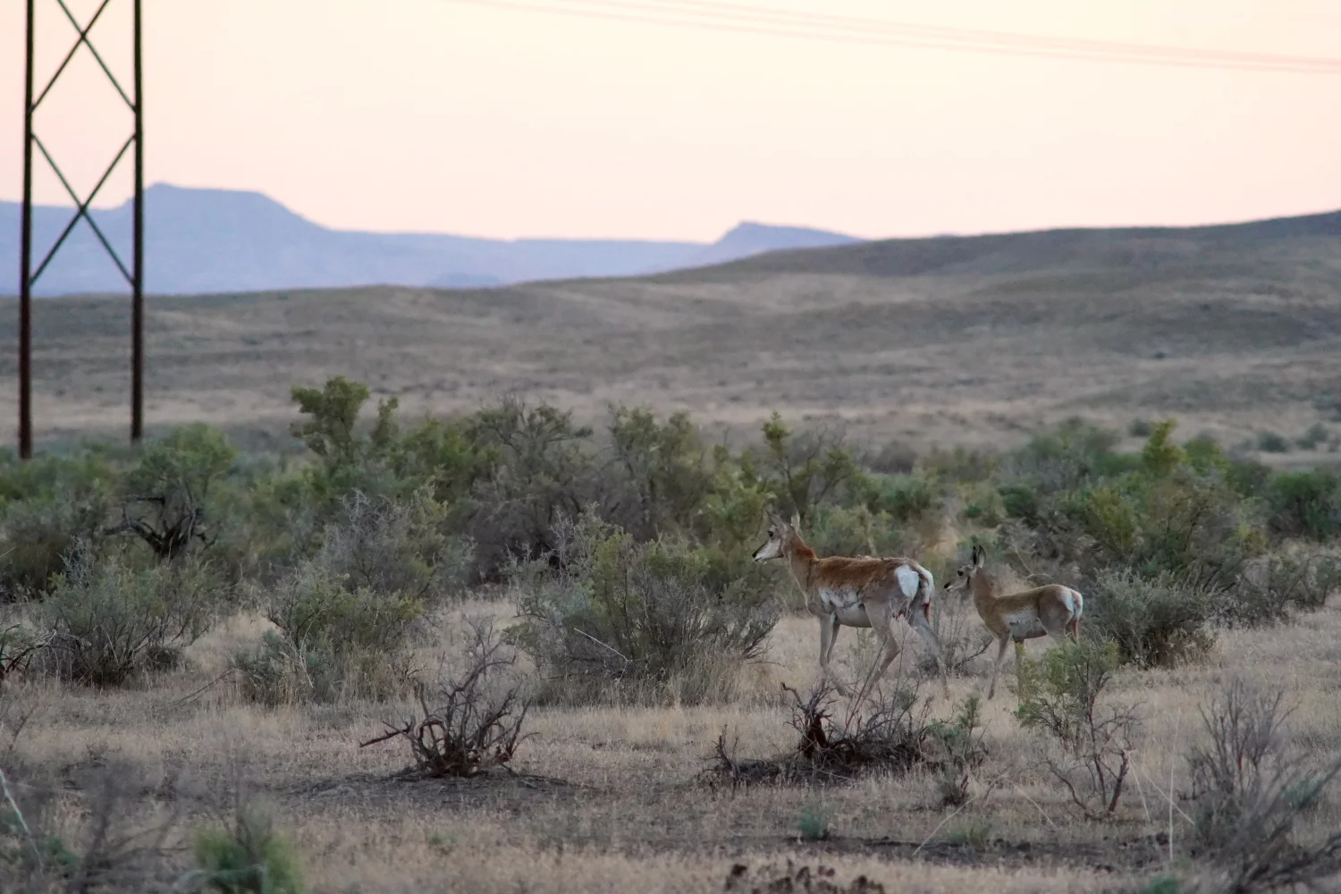 A doe and fawn near the Book Cliffs north of Grand Junction. Photo: Joshua Vorse, Rocky Mountain PBS
