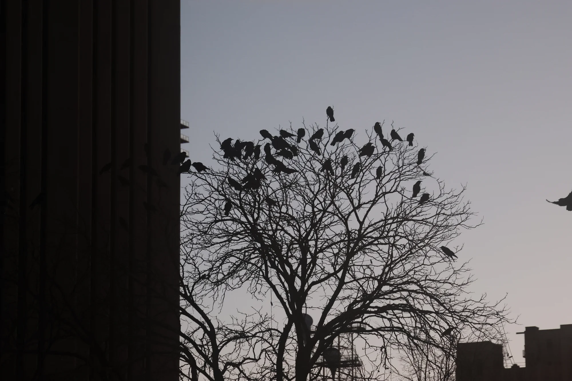 Crows are famous for their adaptability to urban environments, but climate change could affect their migration patterns. Photo: Kyle Cooke, Rocky Mountain PBS