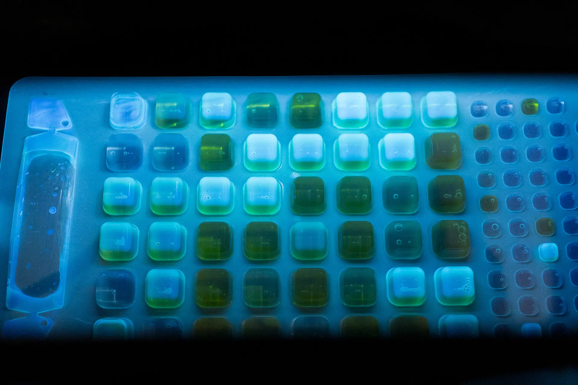 Once at the lab, researchers manipulate each sample’s chemistry, allow it to incubate, then use fluorescent light to evaluate E. coli levels.