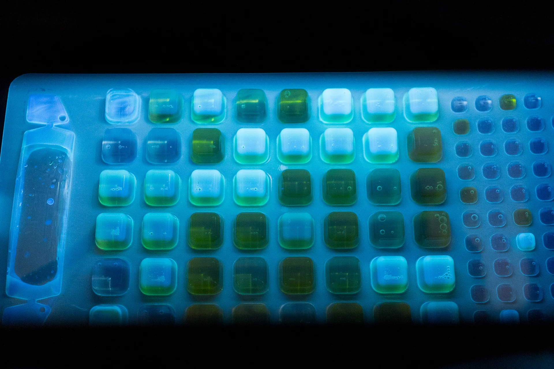 Once at the lab, researchers manipulate each sample’s chemistry, allow it to incubate, then use fluorescent light to evaluate E. coli levels.