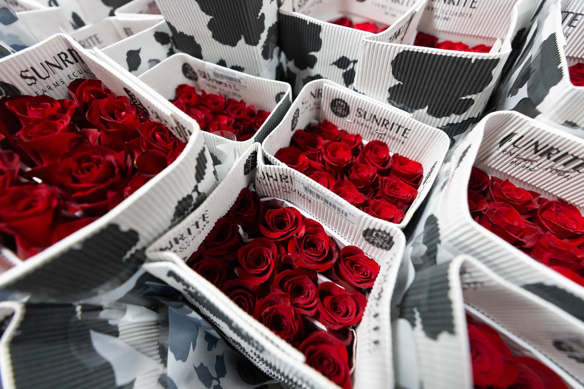 M&M Cut Flora plans to sell 35,000 colored roses this holiday, up from a few thousand during a normal week. Photo: Cormac McCrimmon, Rocky Mountain PBS