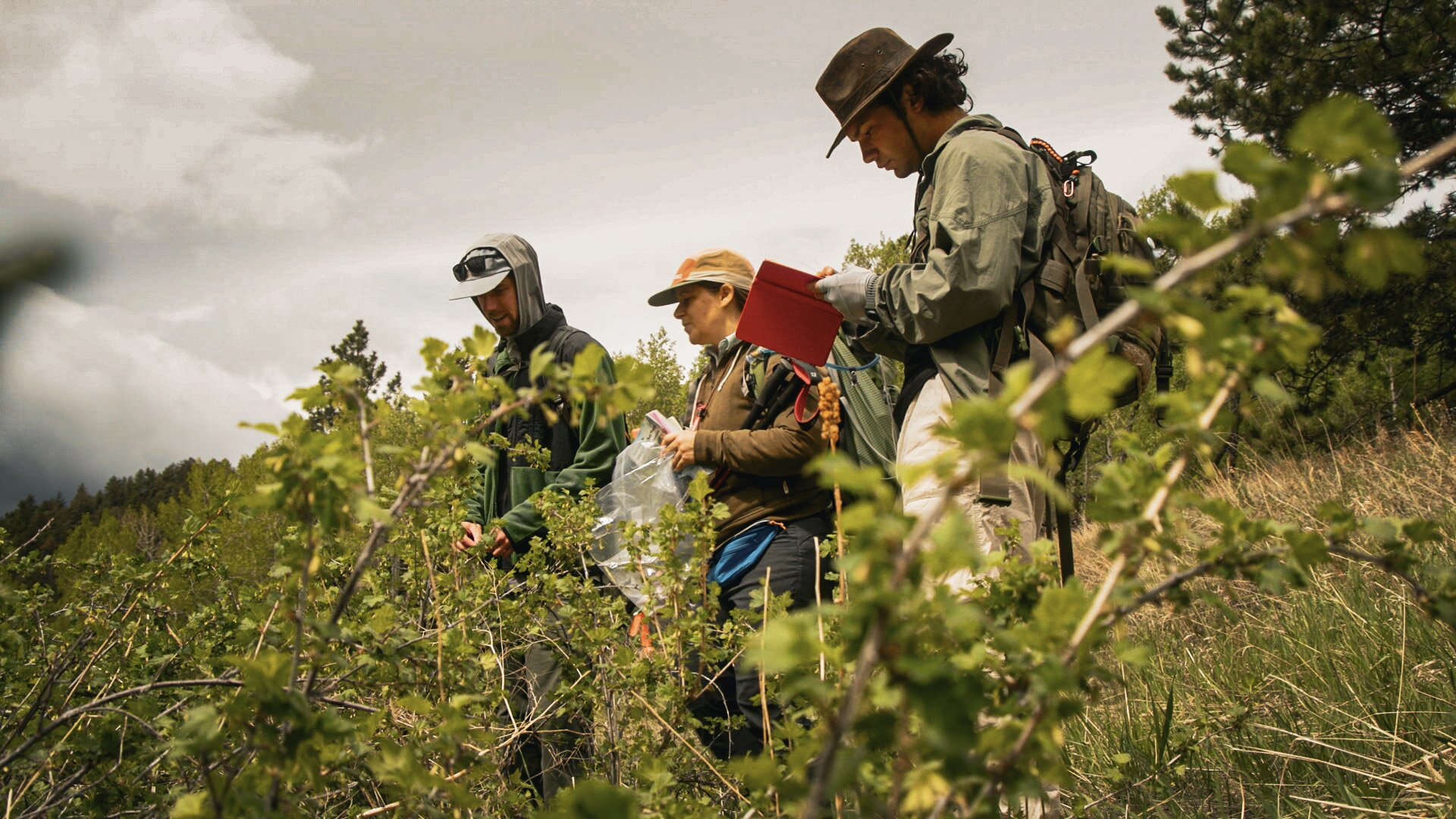 Naturalists Kick Off Statewide ‘bioblitz’ Of Colorado Ecosystems ...