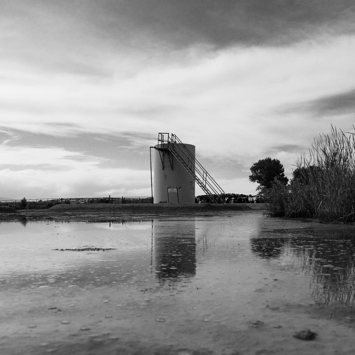 Standing water, like this puddle near a dairy farm in Northern Colorado, provides a prime habitat for mosquitoes to reproduce. Photo: Cormac McCrimmon, Rocky Mountain PBS