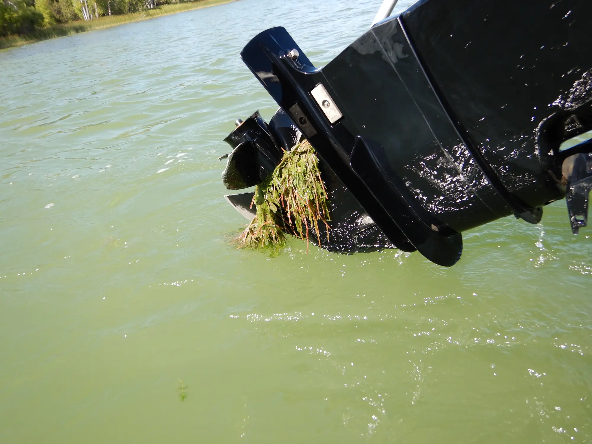 An outboard motor with Eurasian Watermilfoil. In total, CPW manages six aquatic nuisance animals and eight aquatic plants. Photo courtesy Colorado Parks and Wildlife.