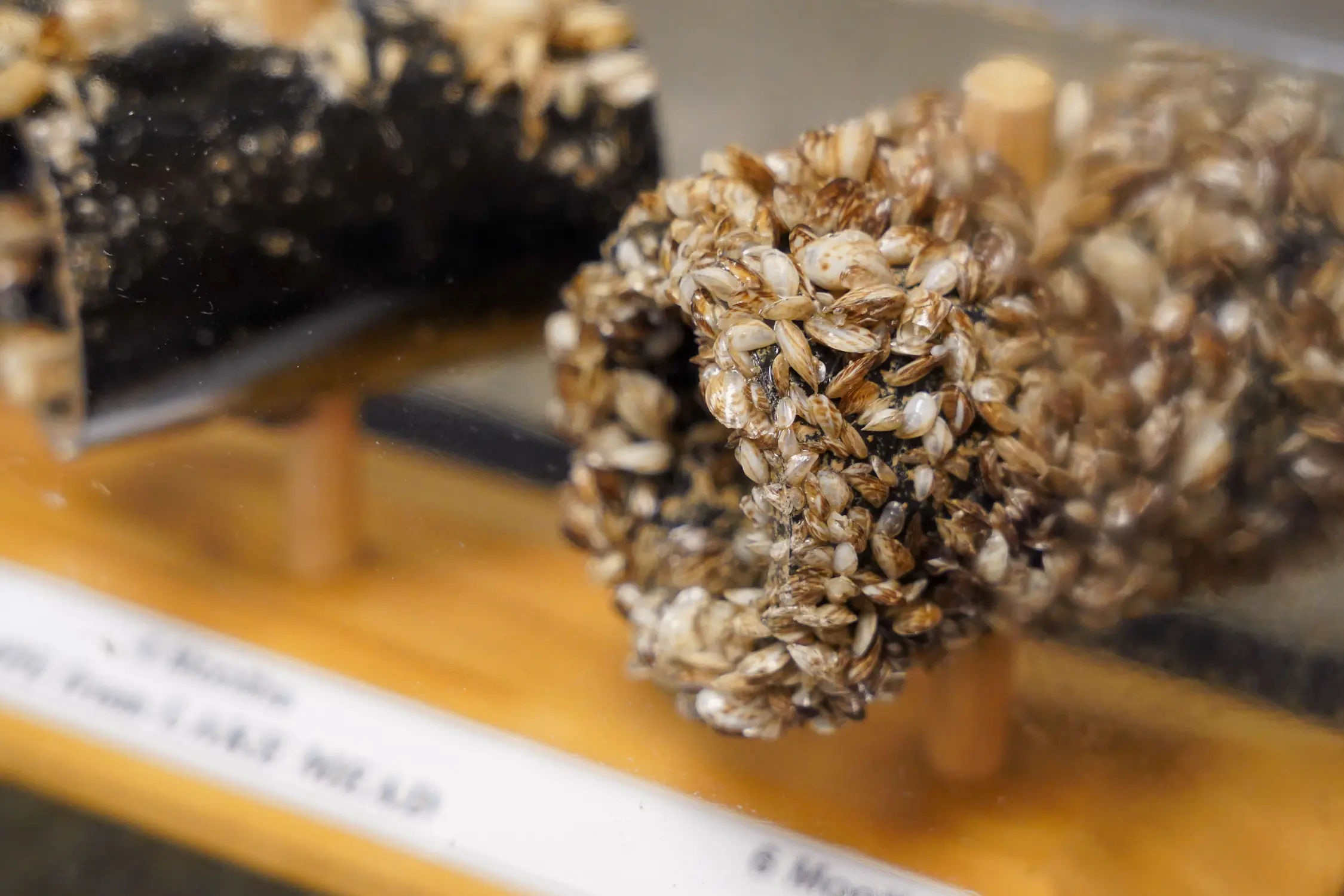 Quagga mussels in a display at the Highline Lake visitor center. Zebra and quagga mussels are in the same taxonomic genus. Photo: Joshua Vorse, Rocky Mountain PBS