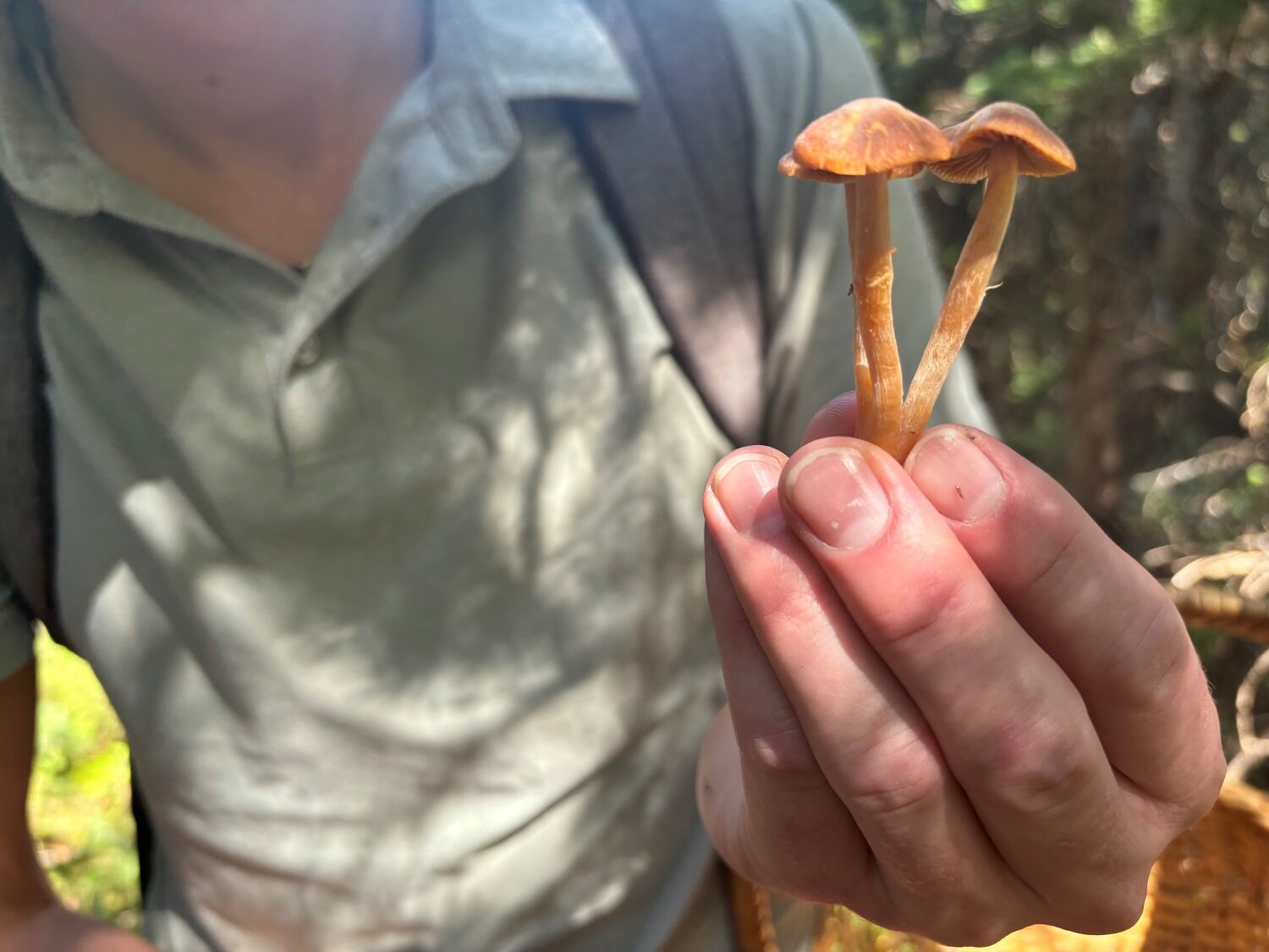 Mushroom foraging in Colorado is more popular than ever, but