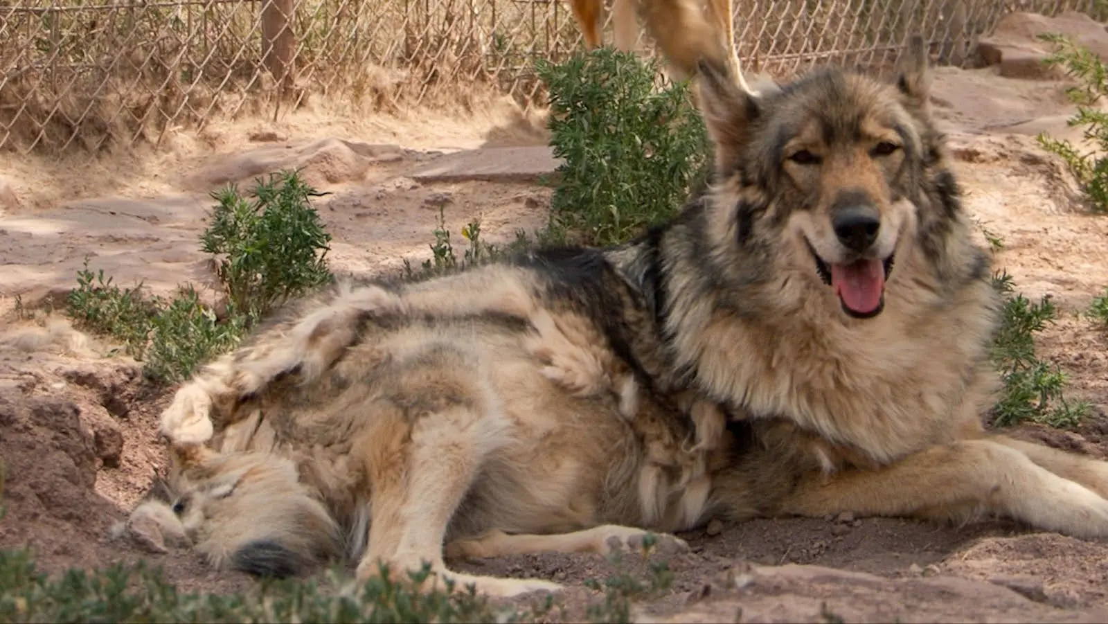 A wolf at the refuge. Photo: Ziyi Xu, Rocky Mountain PBS