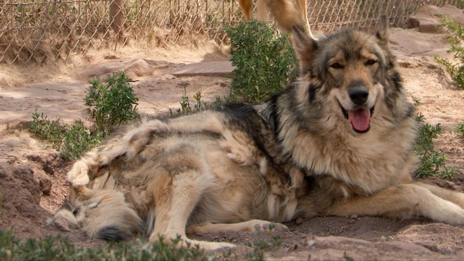 A wolf at the refuge. Photo: Ziyi Xu, Rocky Mountain PBS