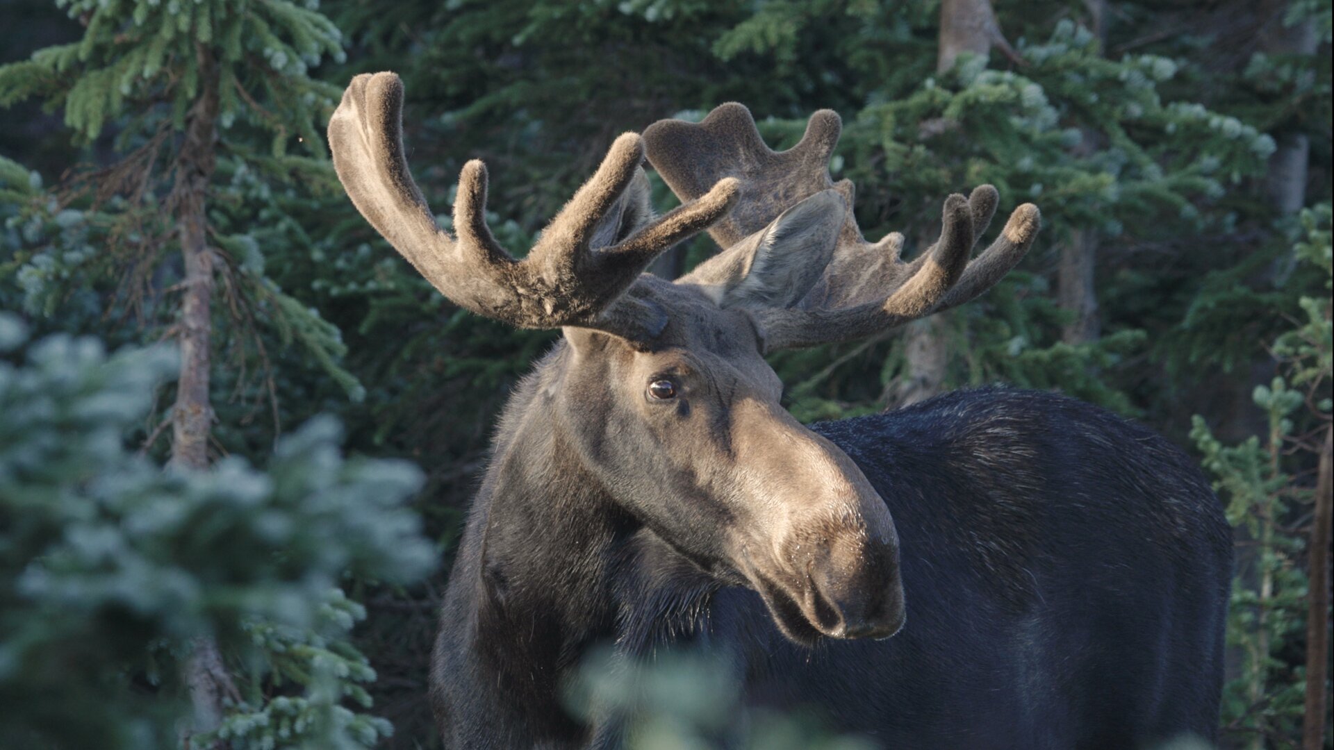 66,000 people applied for a Colorado moose hunting license this year. Only a few won.