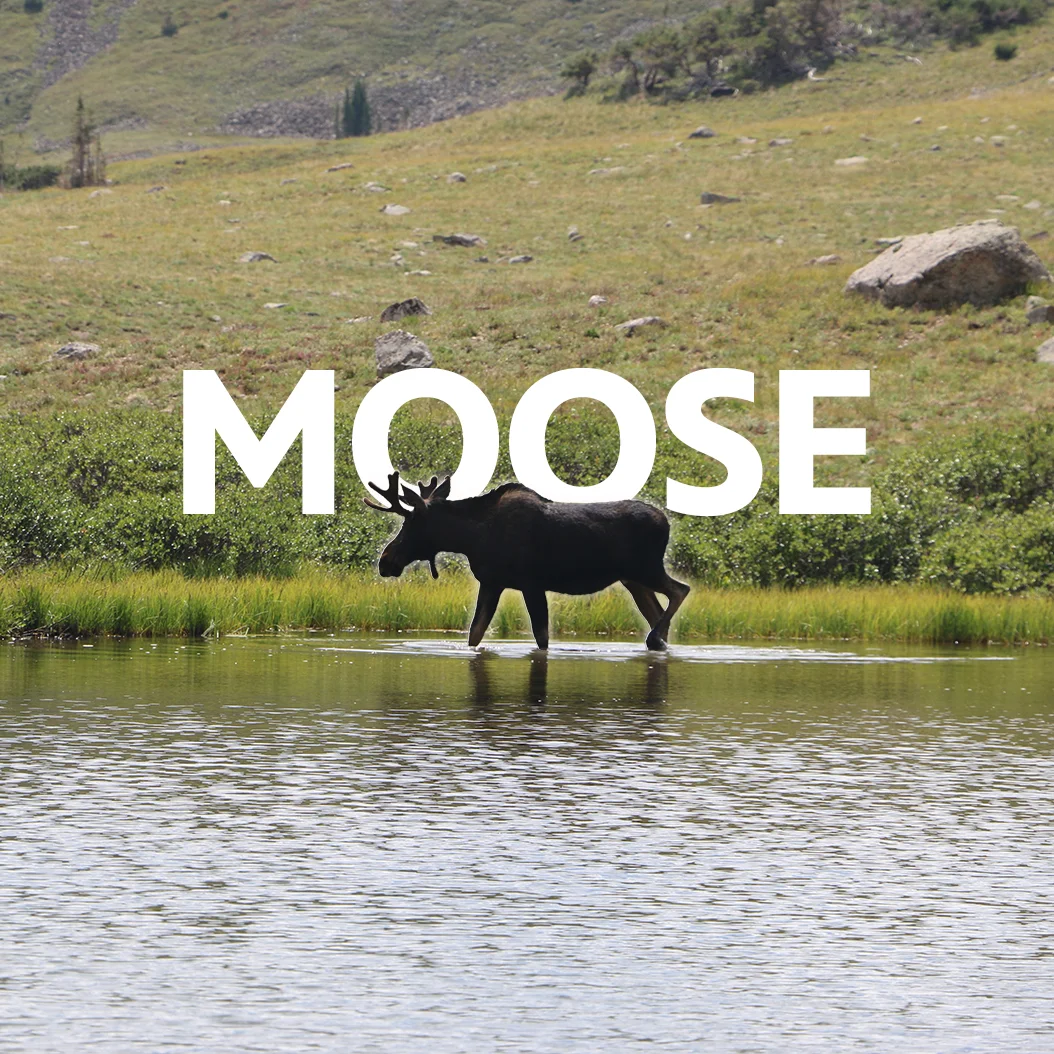 A moose at State Forest State Park. Photo: Kyle Cooke, Rocky Mountain PBS