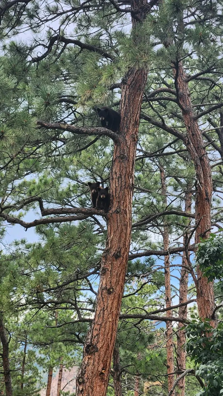 The bears when they were spotted in the Broadmoor area of Colorado Springs. Photo courtesy CPW