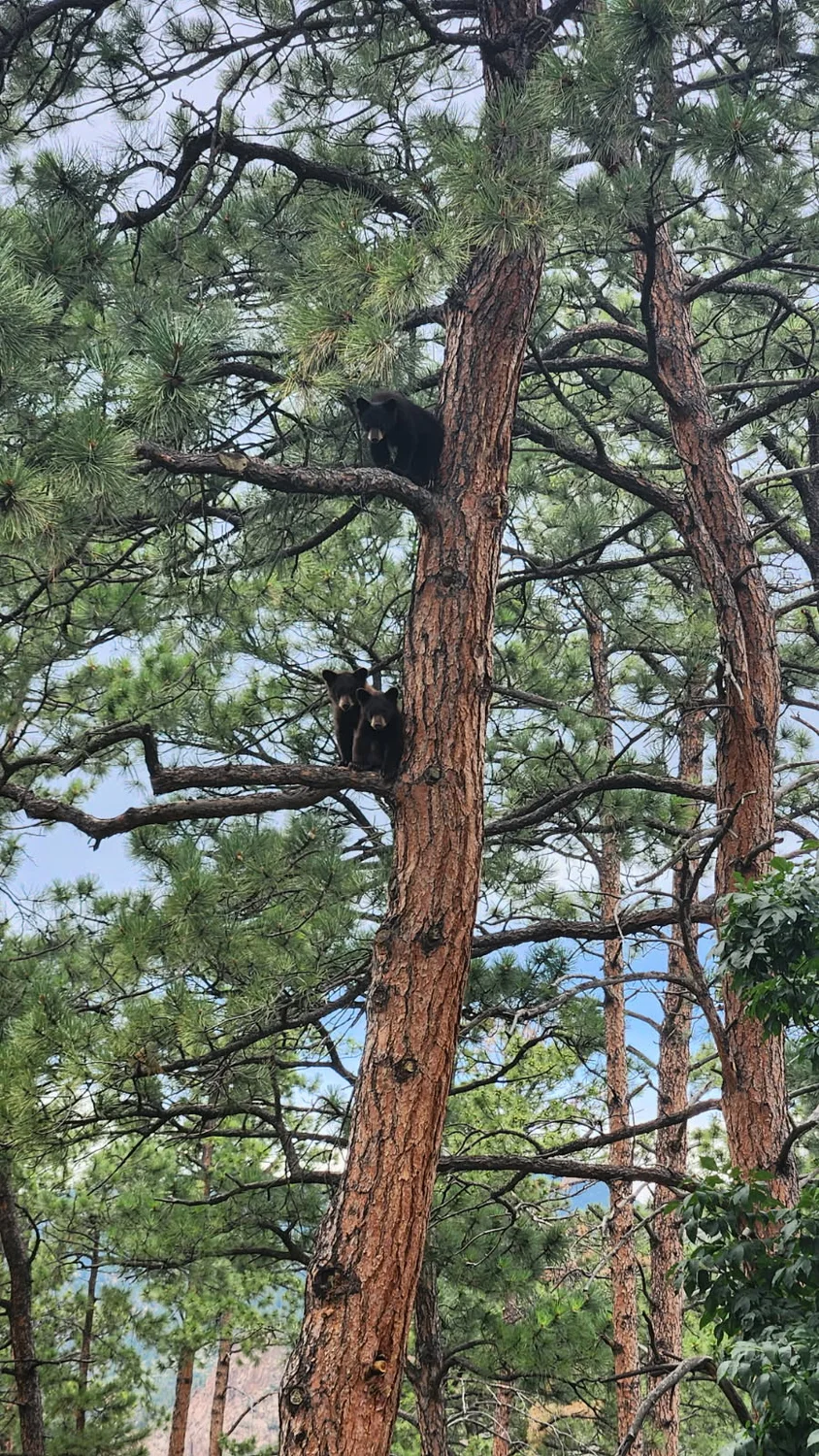 The bears when they were spotted in the Broadmoor area of Colorado Springs. Photo courtesy CPW