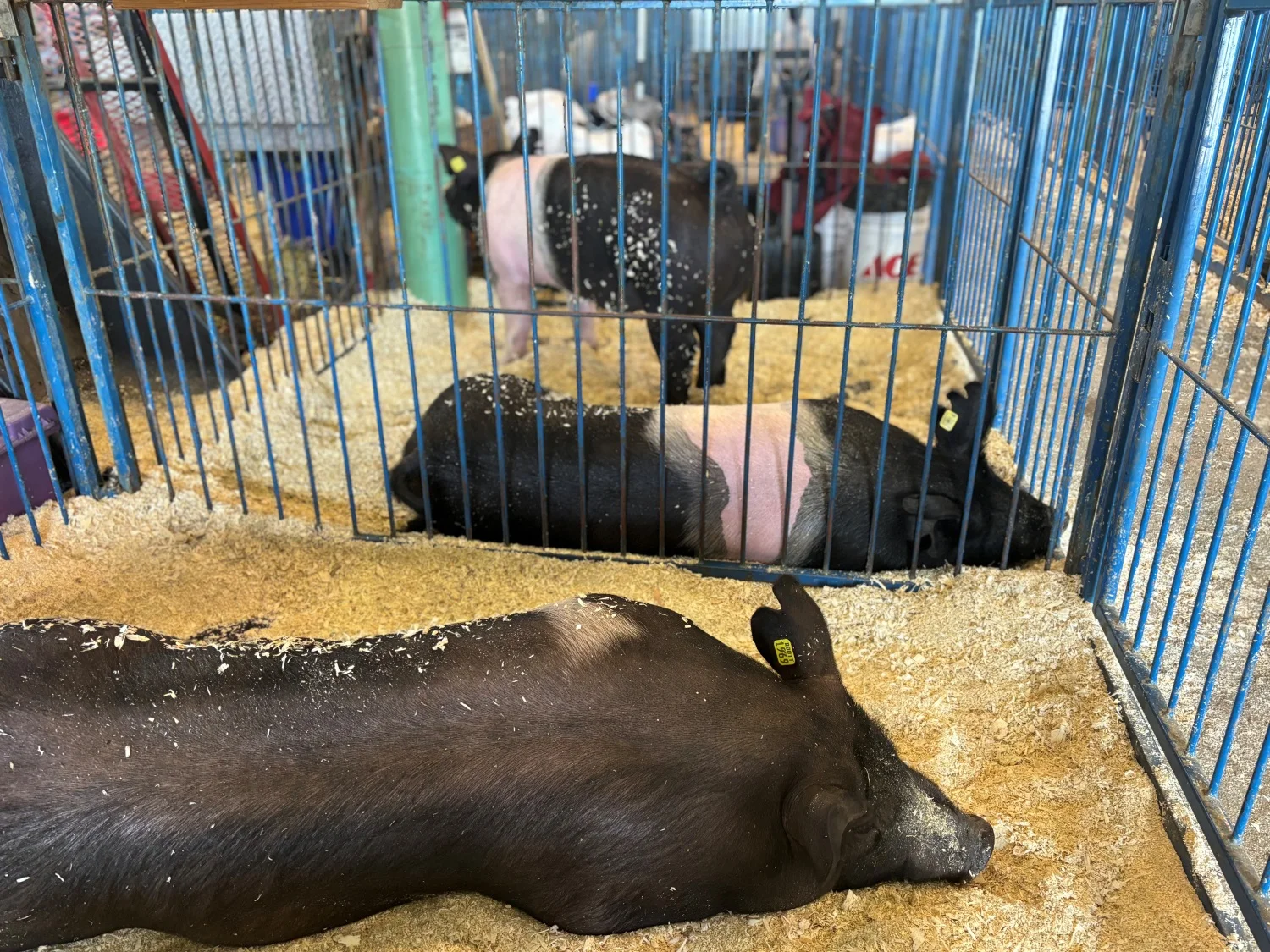 Cows lie in a barn at the Routt County Fair as their owners prepare to auction them. Photo: Alec Berg, Rocky Mountain PBS