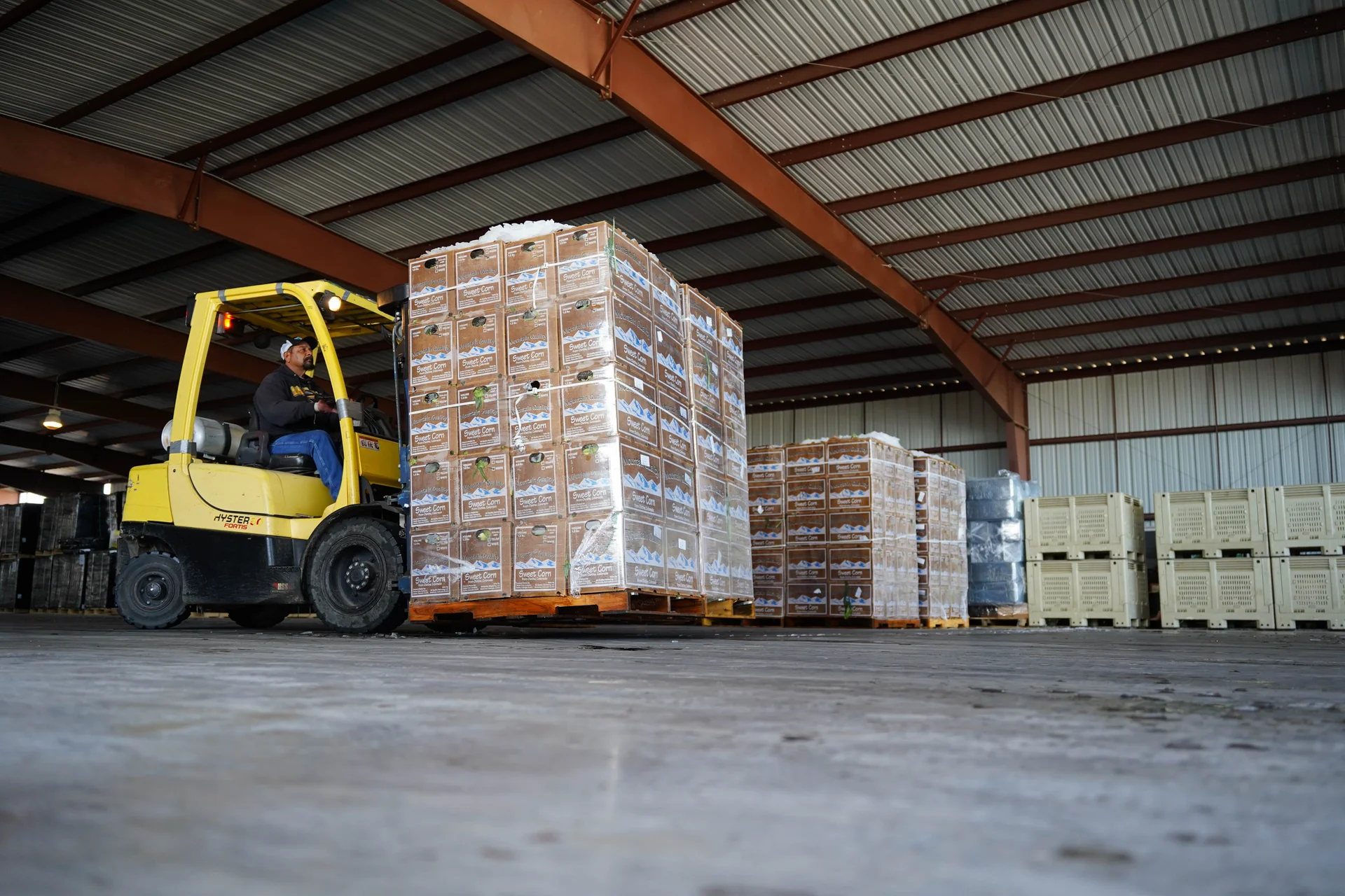 Workers load a semi with pallets out of the Mountain Quality packing shed. Photo: Joshua Vorse, Rocky Mountain PBS