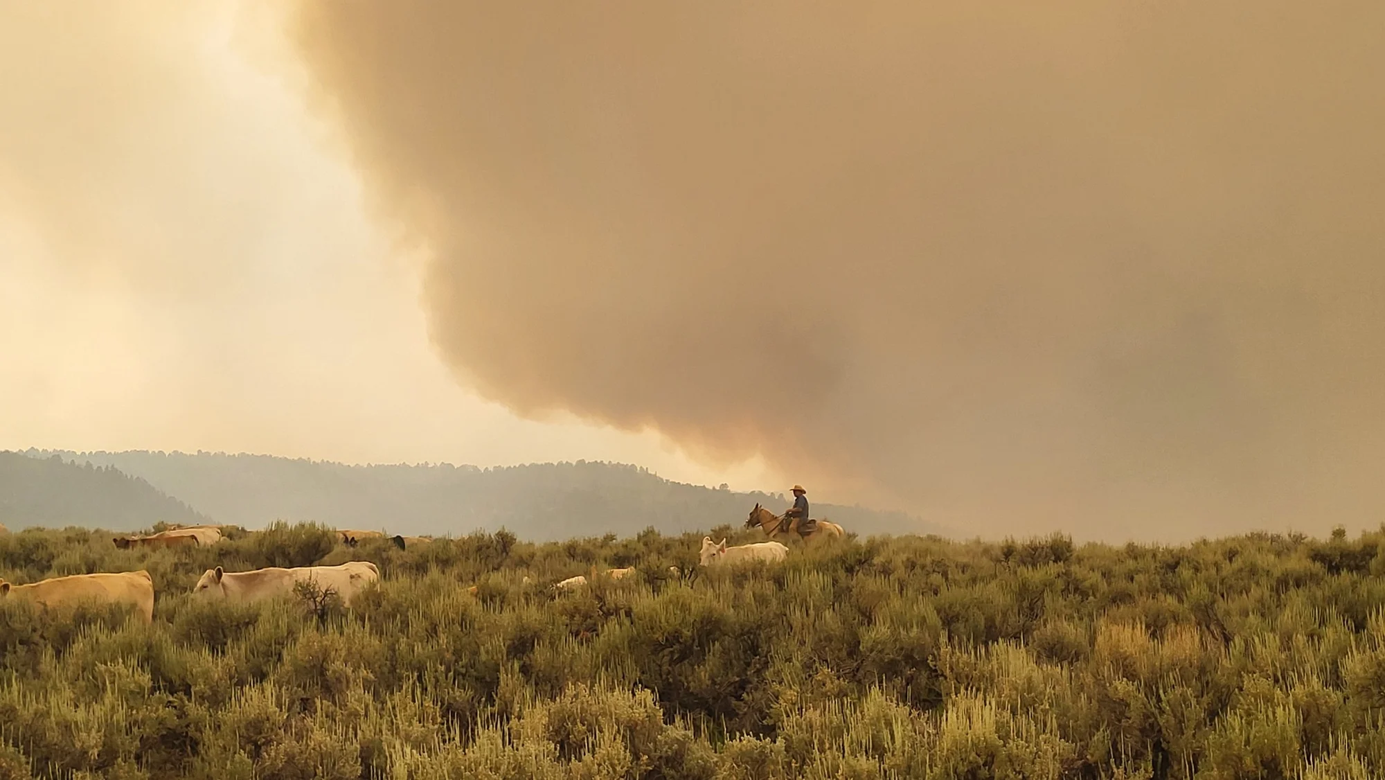 The VanWinkles move cows out of the way of the fire on July 15. Photo courtesy Janie VanWinkle