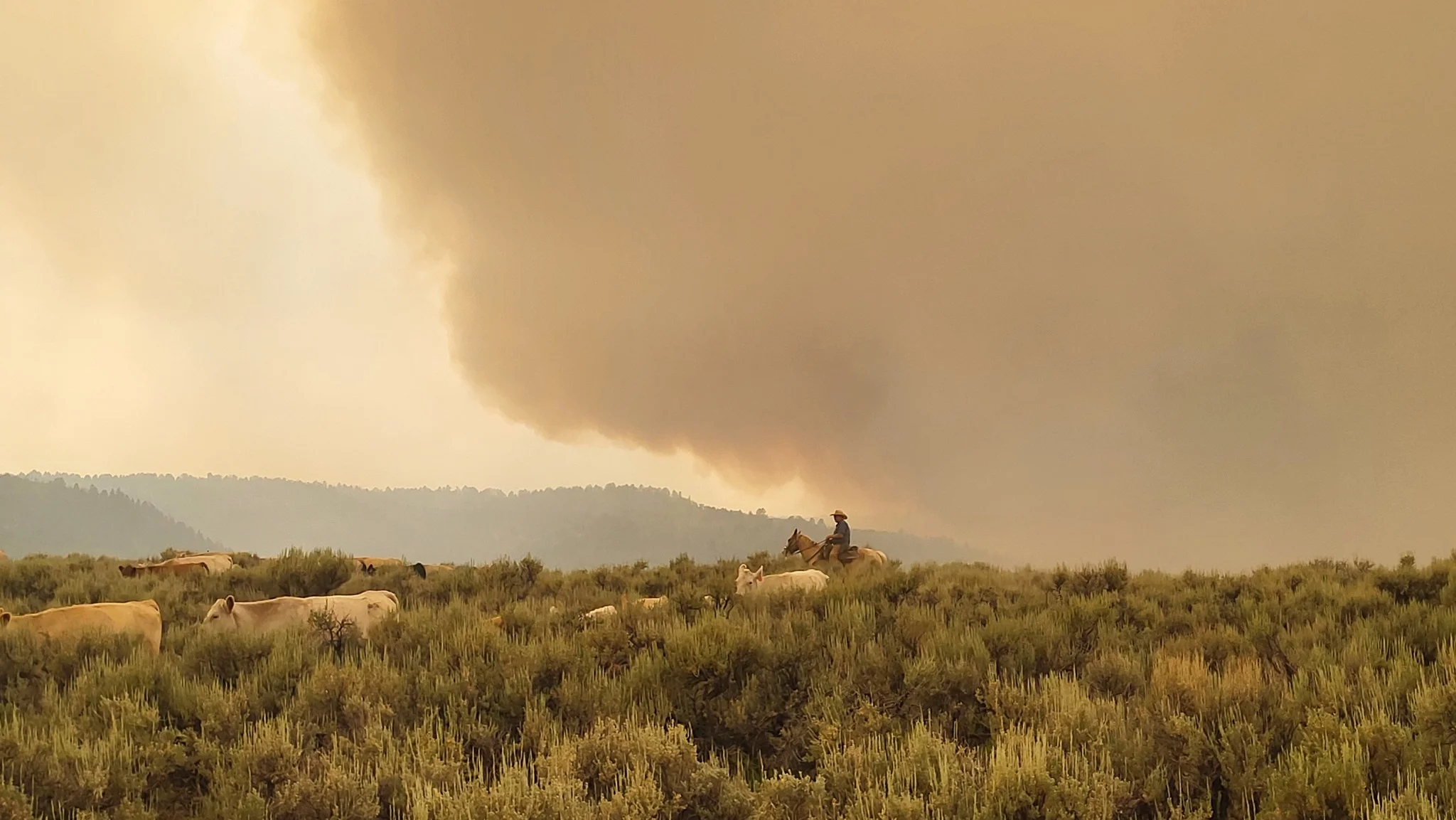 The VanWinkles move cows out of the way of the fire on July 15. Photo courtesy Janie VanWinkle
