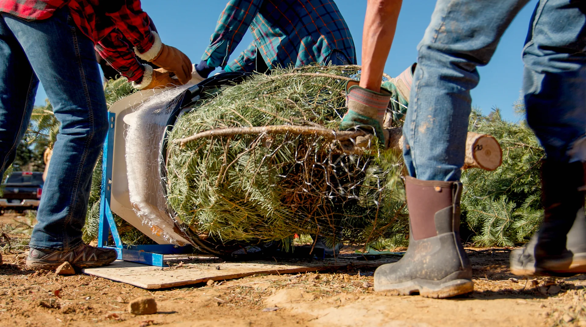 Volunteers netting and loading trees.