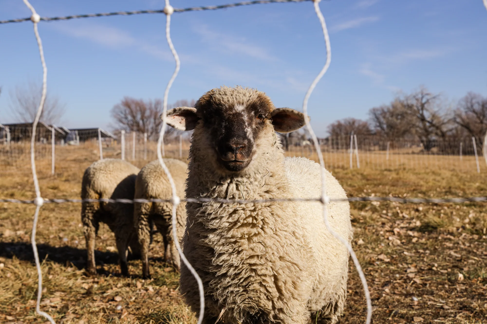 Komenik has had success grazing both sheep and cattle on his land. Photo: Cormac McCrimmon, Rocky Mountain PBS