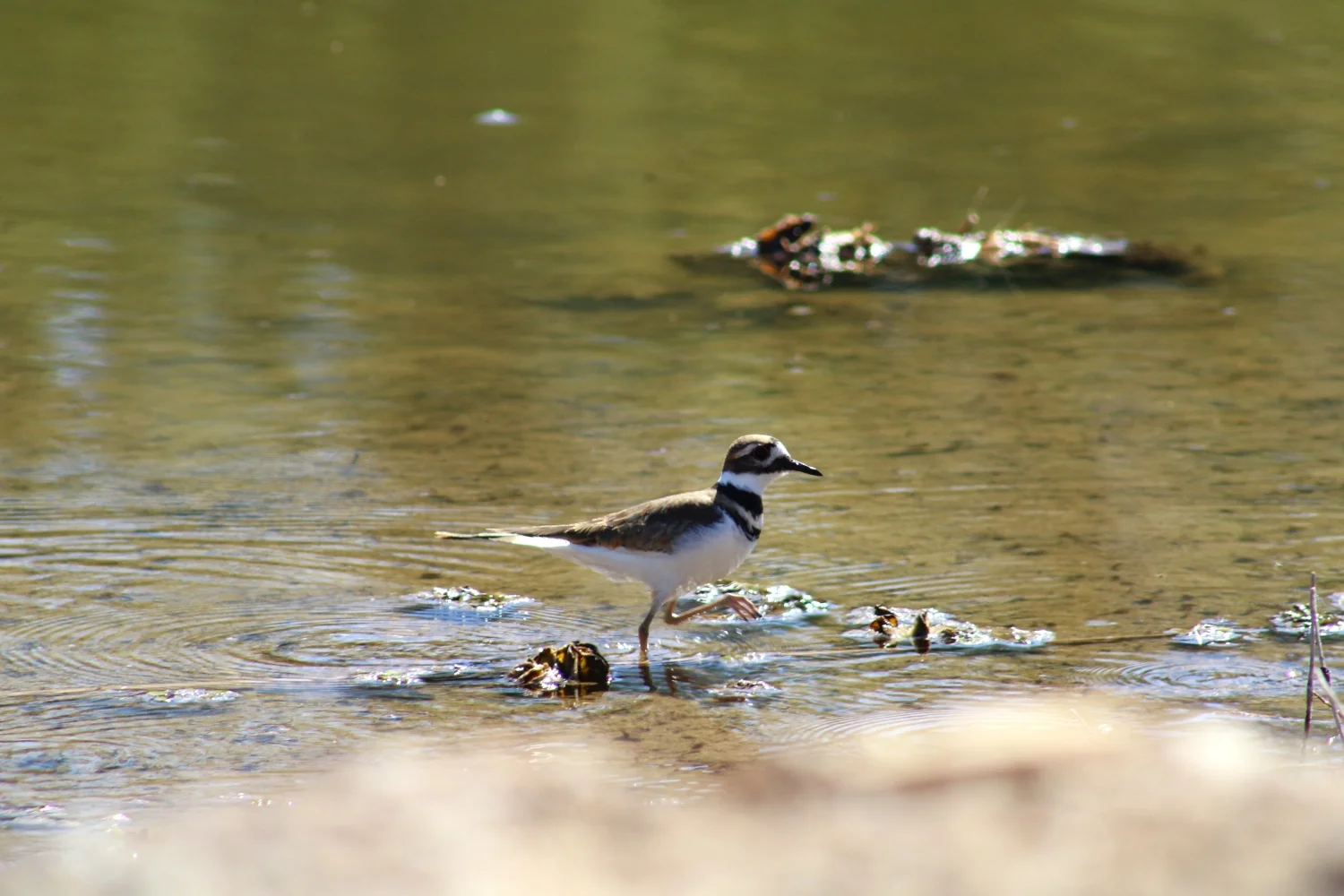 A killdeer wades through the Colorado River at El Chausse restoration site on October 24. 2024. Photo: Alex Hager, KUNC