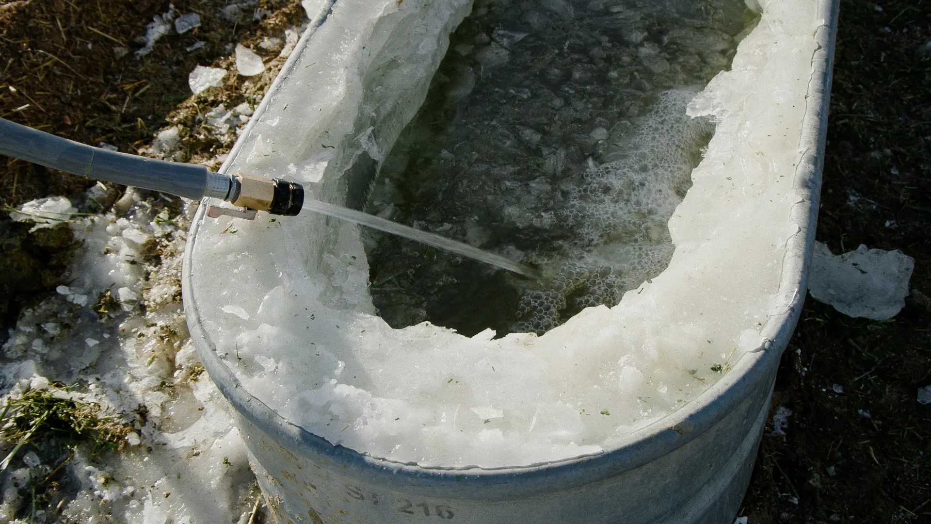 Cold winter weather means stock tanks freeze overnight. Every morning the Wisners use a sledgehammer and pitchfork to remove chunks of ice. That water is lost. Photo: Cormac McCrimmon, Rocky Mountain PBS