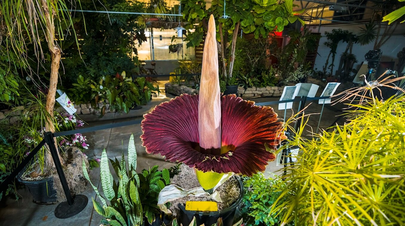 ‘Cheesy, fungus-y, death-y’: The science behind CSU’s corpse flower ...