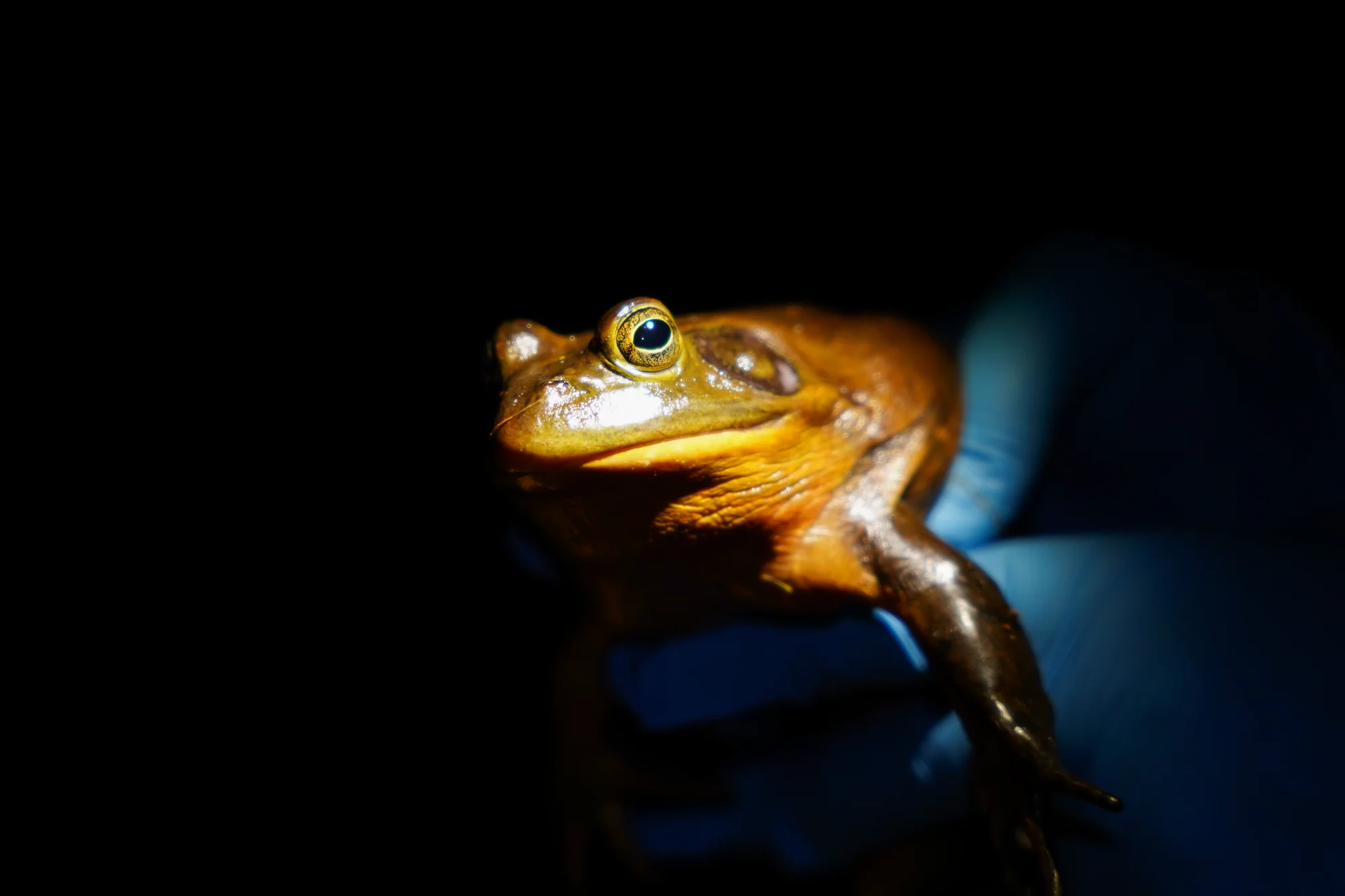 Weeks holds a bullfrog after measuring its weight and length. Photo: Joshua Vorse, Rocky Mountain PBS.