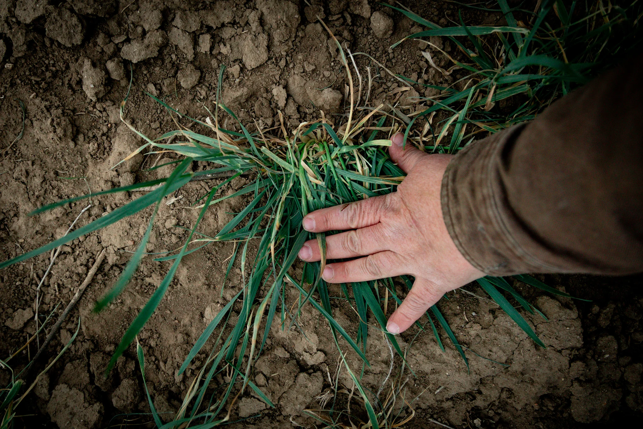 Laura Poss shows how dry her triticale plants are on March 31, 2026. Photo: Priya Shahi, Rocky Mountain PBS