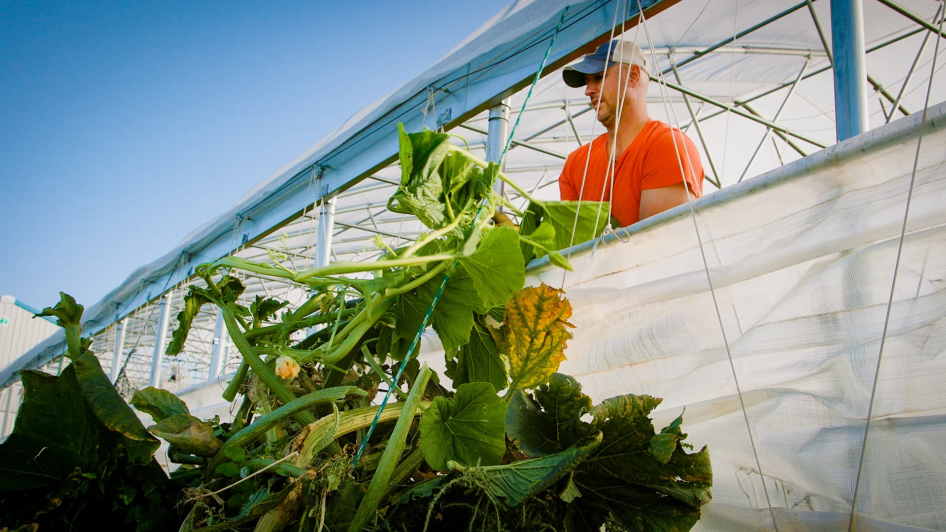 Bledsoe works to remove pumpkin vines from his greenhouse north of Fort Collins, Colorado. Photo: Cormac McCrimmon, Rocky Mountain PBS