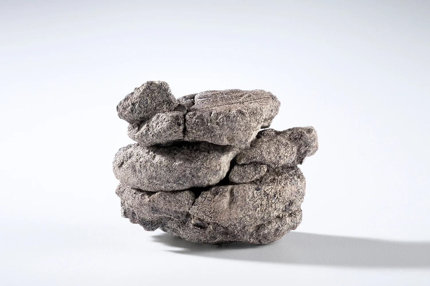 A portion of the dinosaur bone recovered from the scientific core. Photo courtesy Rick Wicker, DMNS