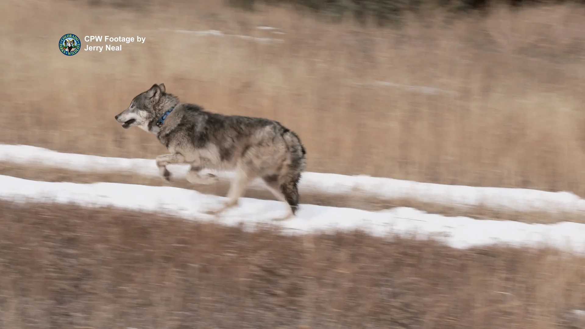 In Dec. 2023, Colorado Parks and Wildlife released 10 new gray wolves in Summit and Grand counties. Photo: Jerry Neal, CPW