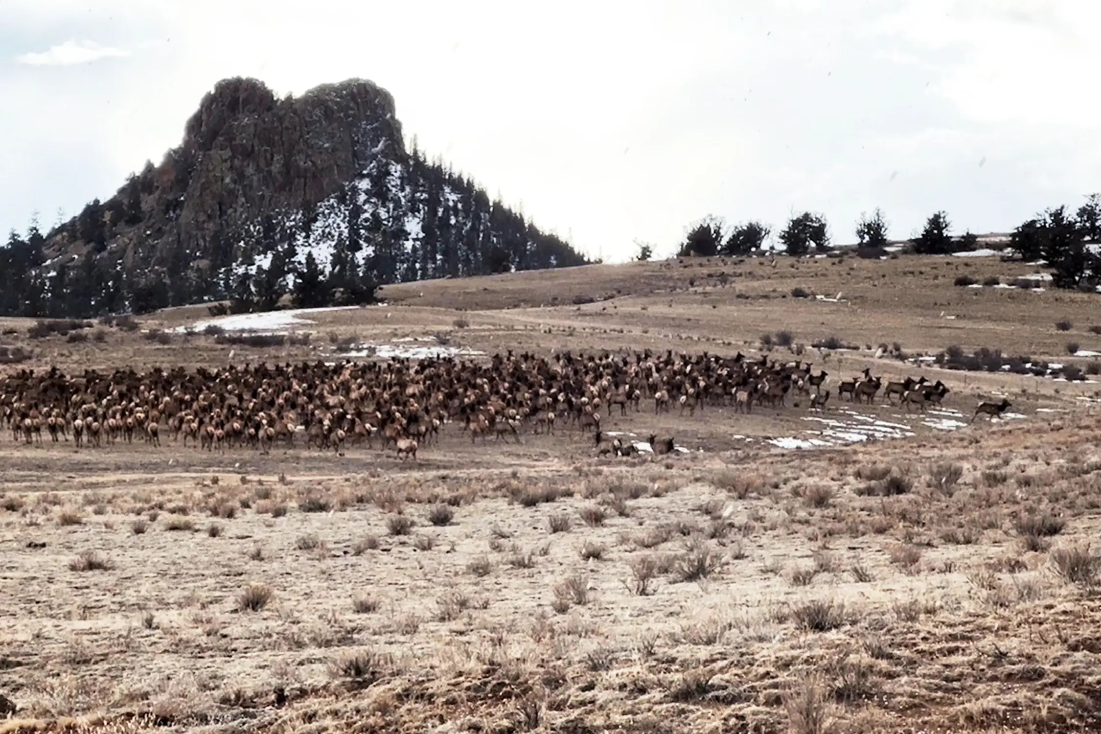 Gottenborg said he sometimes sees more than 1,000 elk migrating through the Tarryall Valley. Photo courtesy Dave Gottenborg, Eagle Rock Ranch