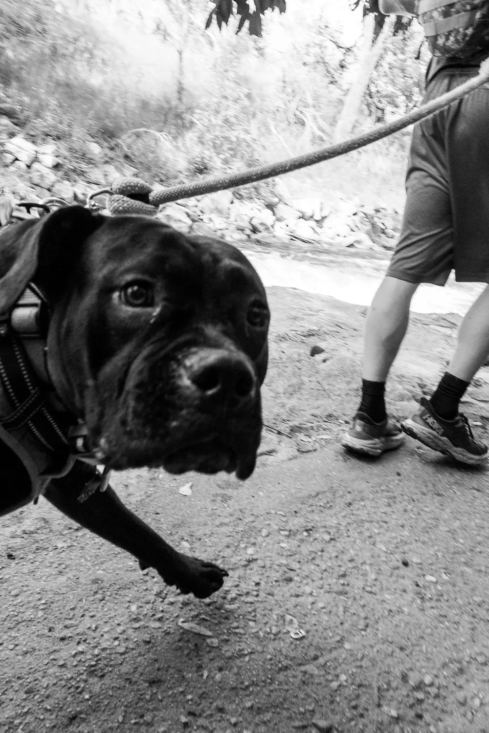 Dog waste can contribute to elevated E. coli levels in the creek. The City of Boulder hopes to reduce human-related sources of E. coli through education and awareness. 