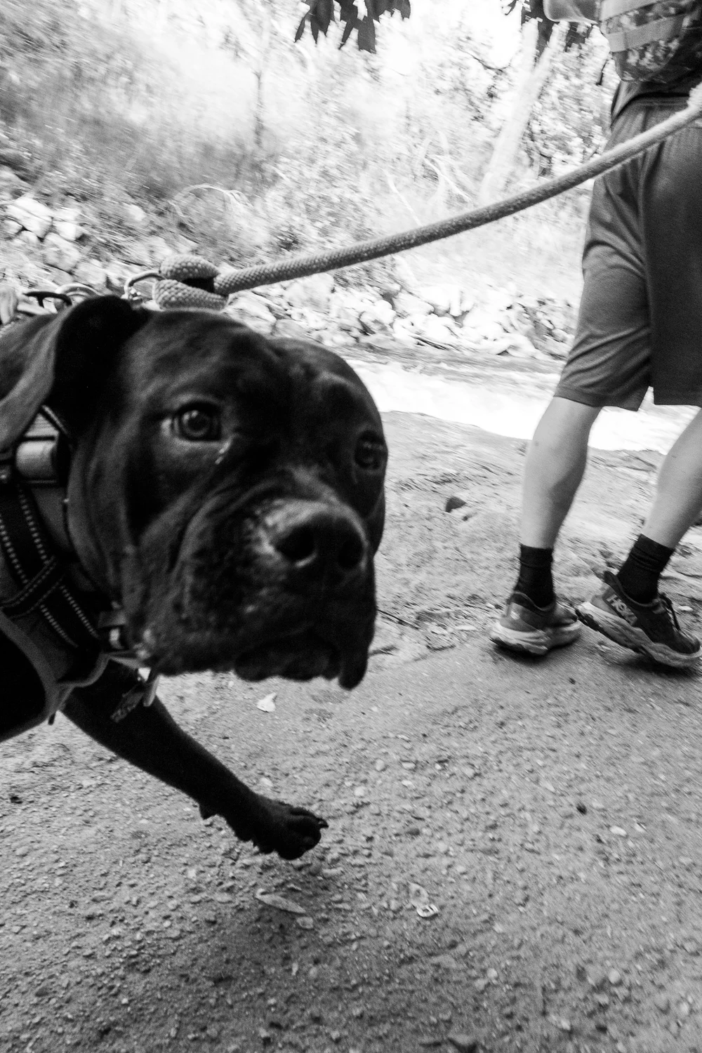 Dog waste can contribute to elevated E. coli levels in the creek. The City of Boulder hopes to reduce human-related sources of E. coli through education and awareness. 