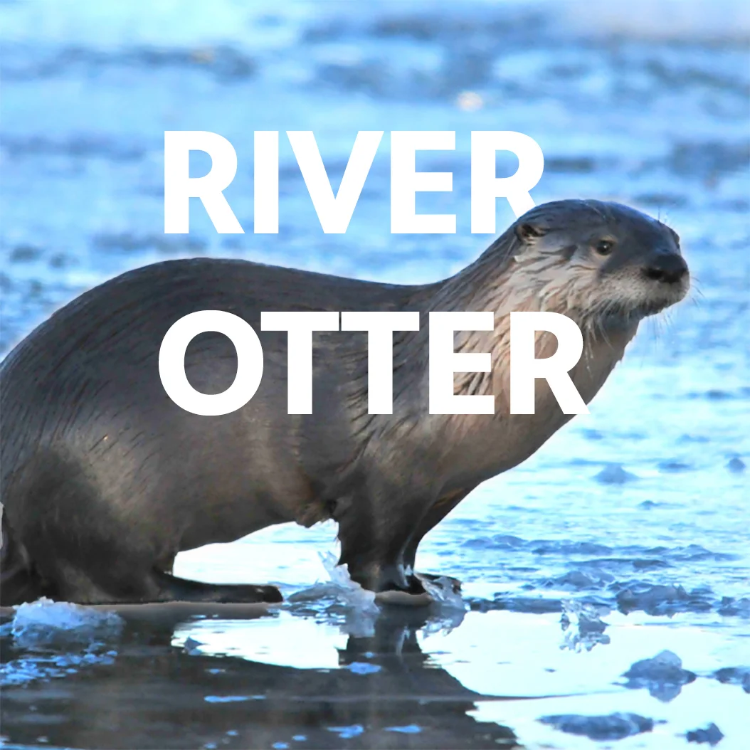 A northern river otter in Colorado. Photo courtesy Tom Koerner, U.S. Fish and Wildlife Service