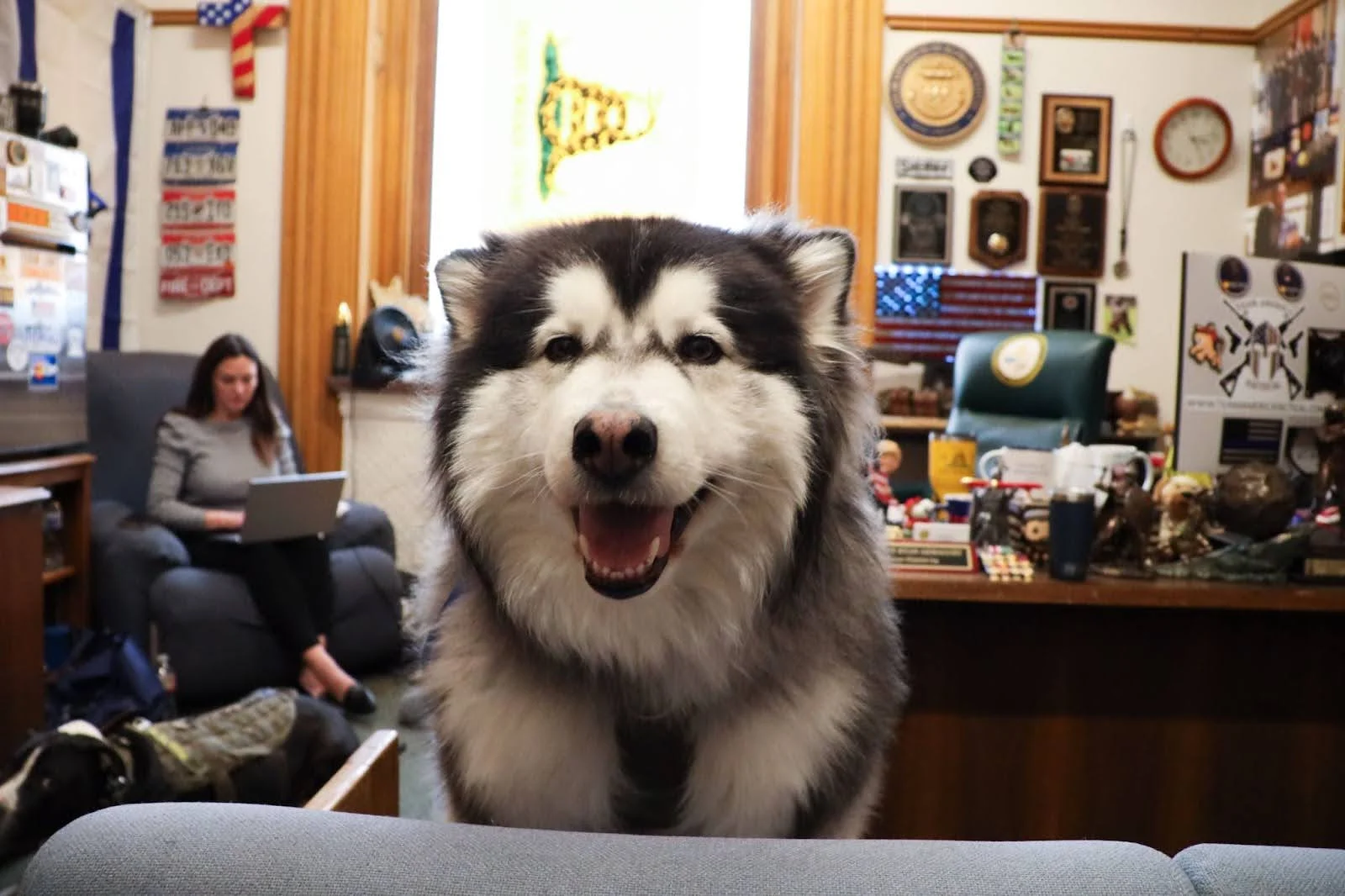 George, one of state Rep. Ryan Armagost’s four dogs, in the Berthoud Republican’s Colorado Capitol office. Photo: Carly Rose, Rocky Mountain PBS