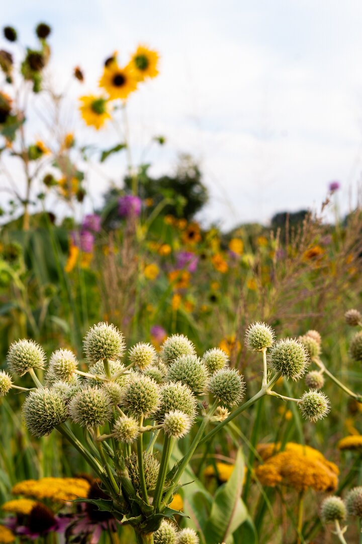 sunflowers and purple flowers, photographed by Jo Carroll
