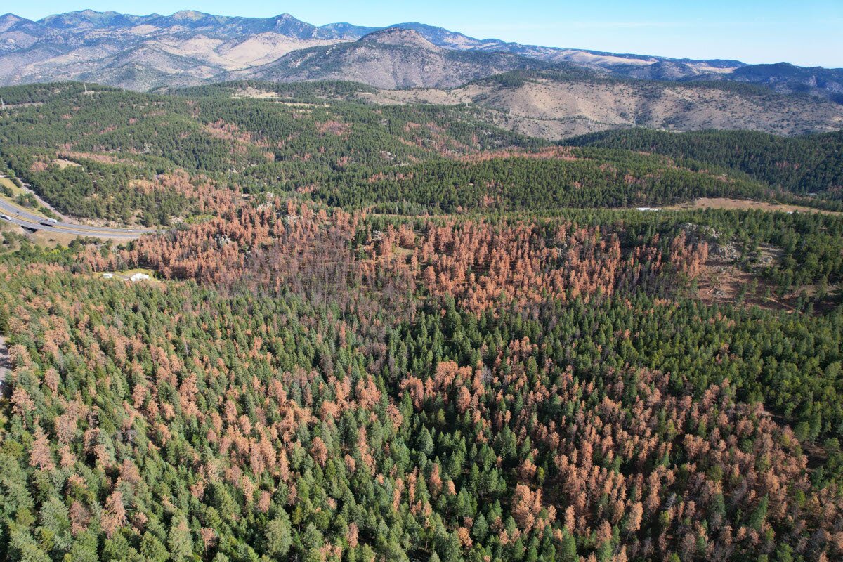 New report shows pine beetle devastation surging in Colorado's forests