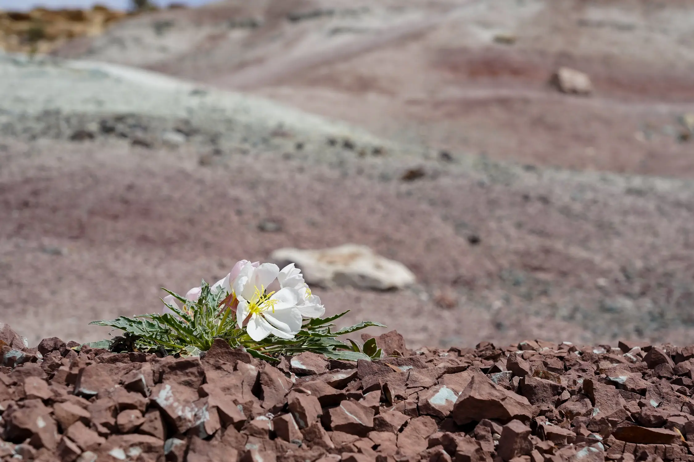 Evening primrose graces the side of the trail. Photo: Joshua Vorse, Rocky Mountain PBS