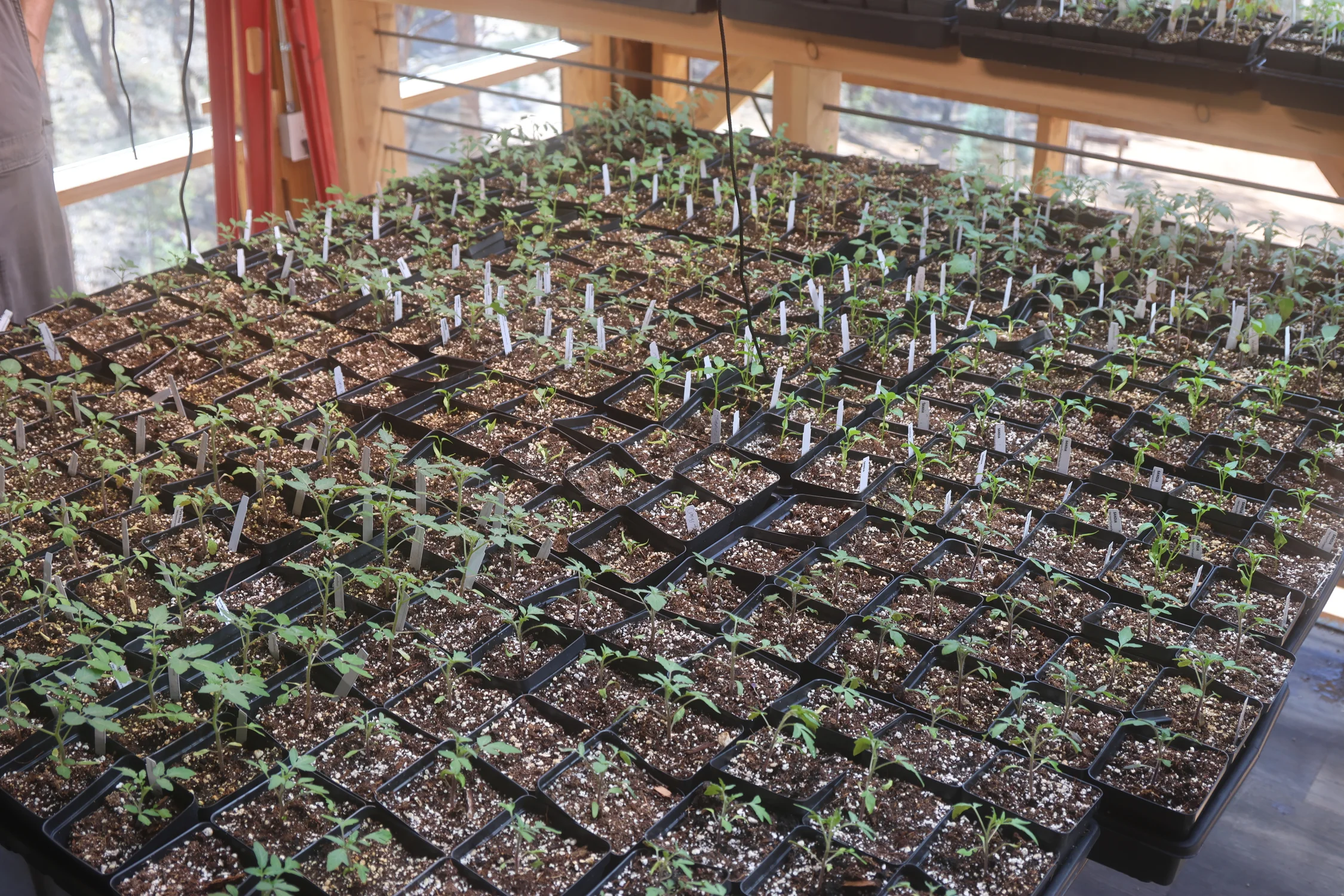 Weil's Pine greenhouse is home to more than 7,000 tomato plants. Photo: Kyle Cooke, Rocky Mountain PBS