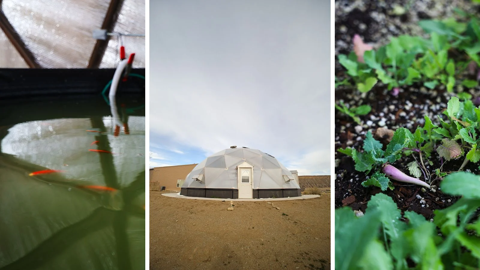 Left: Koi fish. Middle: Grow Dome. Right: Raddish. Photos: Ziyi Xu, Rocky Mountain PBS