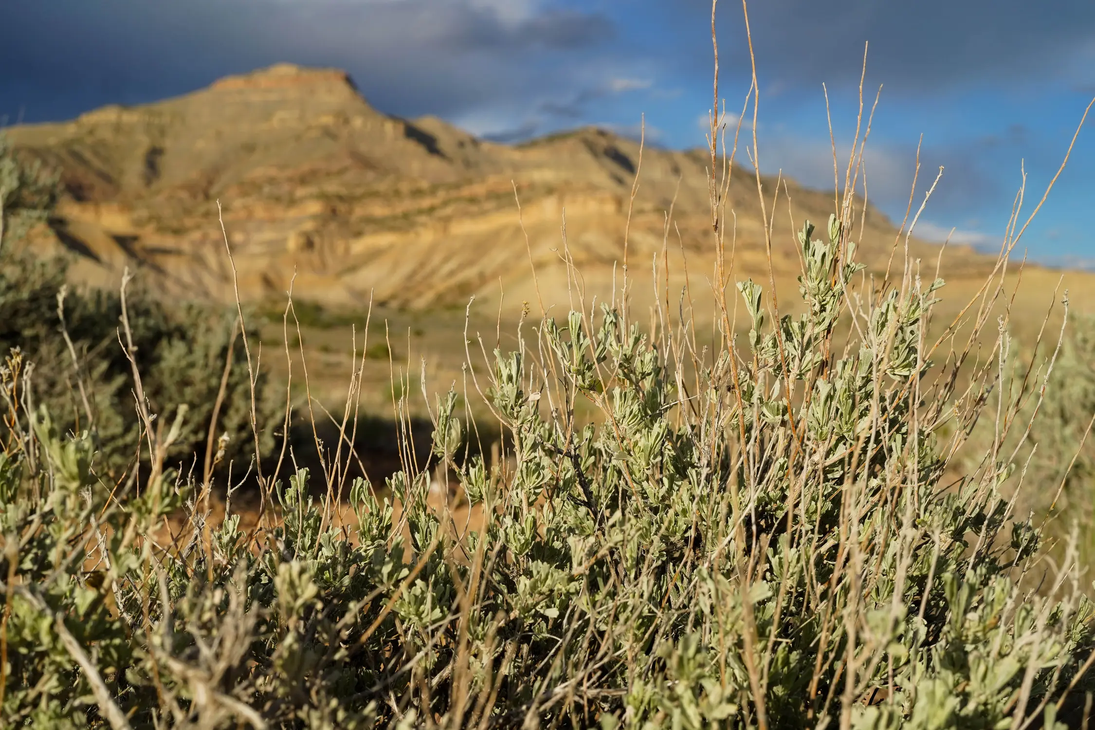 Sagebrush greets campers, cyclists and OHV users alike in the North Fruita Desert.
