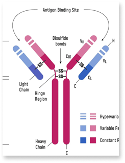 Diagram of an antibody showing heavy and light chains, Fab/Fc regions, and antigen-binding site.