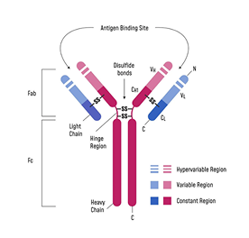 Diagram of antibody structure showing Fab and Fc regions, light and heavy chains, hinge region, and antigen binding sites.