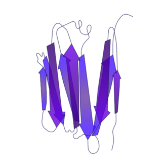 Ribbon diagram of a VHH nanobody protein structure highlighting beta-sheet folds and compact single-domain architecture.