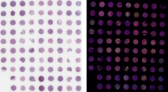 Two side-by-side grids of purple circular spots, one on a white background and one on a dark background, showing texture variation