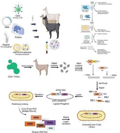 Diagram of camelid immunization and VHH nanobody library generation workflow from antigen design to phage display screening.