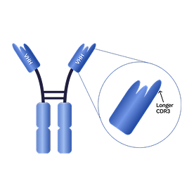 Diagram of VHH nanobody antibody fragment showing single-domain structure and longer CDR3 region for antigen binding.