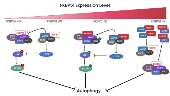 FKBP51 levels either drive or inhibit autophagy pathways depending on the expression level.