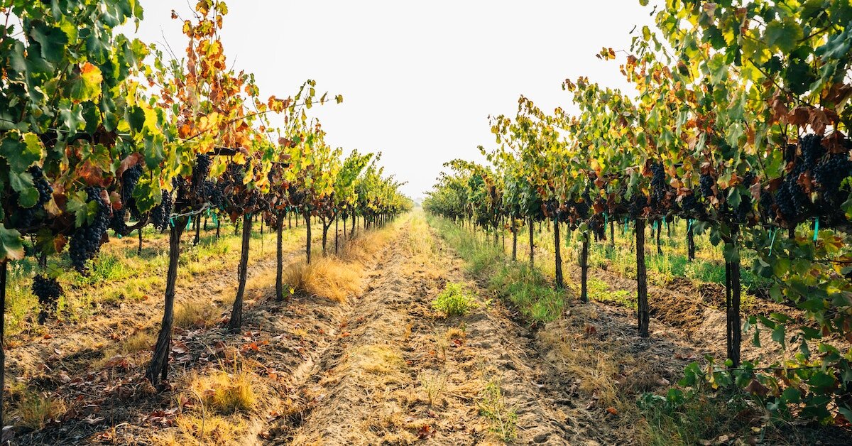 A winery crop in Bakersfield, CA